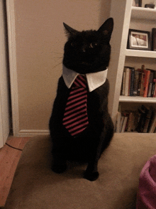 a black cat wearing a red and white striped tie and collar