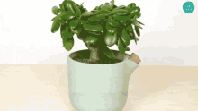 this flowerpot waters itself succulents cactus vines vases