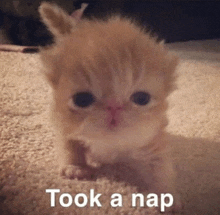 a kitten is sitting on a carpet with the words took a nap below it .