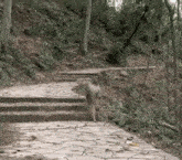 a monkey is walking up a set of stairs in the woods .