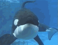 Tilikum GIF - Orca Killer Whale Swimming GIFs