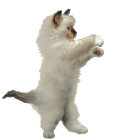 a kitten is standing on its hind legs with its paws outstretched
