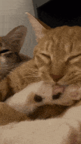a close up of a cat cleaning its paw