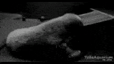 a black and white photo of a seal that says tobaaquarium