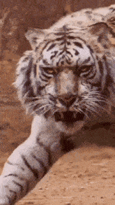 a close up of a white tiger walking on the ground .