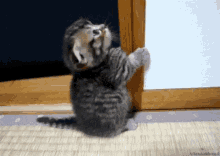 angry kitty funny cat gif
