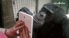 The Apes Of Wrath Picking Nose GIF - The Apes Of Wrath Picking Nose Watching On Tablet GIFs