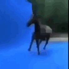 Bacon Flex Riding On A Horse Funny GIF - Bacon Flex Riding On A Horse Funny Stunt GIFs