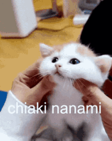 Danganronpa Kitten GIF - Danganronpa Kitten Chiaki GIFs
