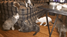 Cat Fight Cats GIF - Cat Fight Cats GIFs