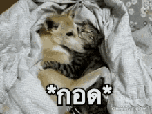 แมว นอน กอด หมา GIF - Cat Hug Dog GIFs