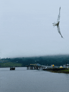 Steven Seagal Seagulls GIF