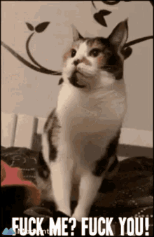 Cat Angry GIF - Cat Angry Fuck Me GIFs