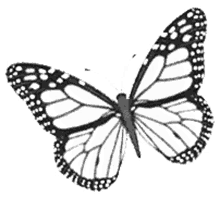 wings borboletas