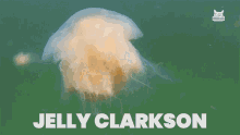 Jelly Clarkson Swim GIF