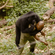 Carrying Young Orphaned Gorillas See Their Adorable Bond With Park Rangers GIF - Carrying Young Orphaned Gorillas See Their Adorable Bond With Park Rangers Baby Gorilla GIFs