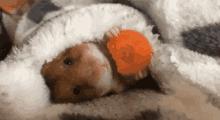 Hamster Eating GIF - Hamster Eating Carrot GIFs