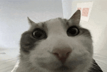 Cat Looks Inside Meme GIF - Cat Looks Inside Meme Cat Meme GIFs