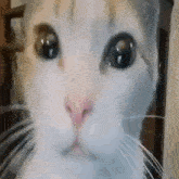 Cat Stare Patrick Bateman Cat GIF - Cat Stare Patrick Bateman Cat Cat Sad GIFs