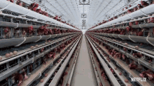 poultry farm david attenborough a life on our planet chicken egg