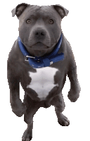 Doge Doge Meme Sticker - Doge Doge Meme Bulldog Stickers