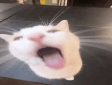 Cat Car GIF - Cat Car GIFs