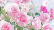 गुलाबकेफूल बुलबुले GIF - गुलाबकेफूल बुलबुले Pink Roses GIFs