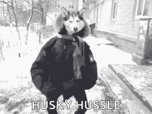 Husky Hussle Husky Maddness GIF - Husky Hussle Husky Maddness GIFs