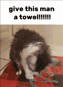 Monkey Towel GIF - Monkey Towel GIFs