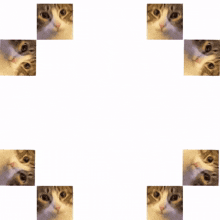 cat fireball cat fireball