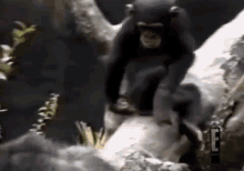 Smelling Your Farts  GIF - Smelling Monkey Zoo GIFs