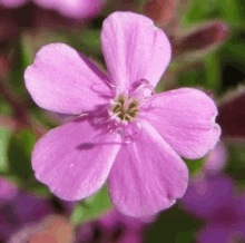 Pink Flower1 GIF - Pink Flower1 GIFs