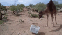Camel Run GIF - Camel Scared Run GIFs