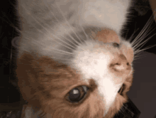 Cat Furry GIF