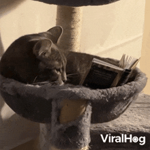 Reading Cat GIF - Reading Cat Viralhog GIFs
