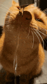 Gismo Gismo Drinking Cat GIF