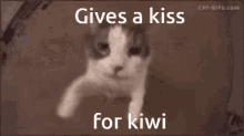 Kiwi My Beloved GIF - Kiwi My Beloved GIFs