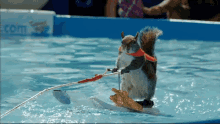 Zomer GIF - Squirrel Water Ski GIFs