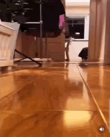 Cat Run Camera GIF