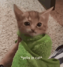 Yelling Kitten GIF - Yelling Kitten Scream GIFs