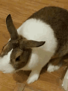 Crumble Bunny GIF - Crumble Bunny Poggers GIFs