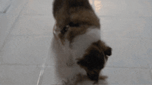 Stella Puppy GIF - Stella Puppy Dog GIFs