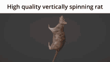 High Quality Vertically Spinning Rat Rat GIF - High Quality Vertically Spinning Rat Spinning Rat Vertically Spinning Rat GIFs