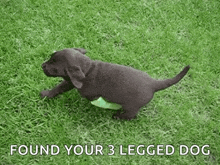 Broken Leg Cute GIF - Broken Leg Cute Puppy GIFs