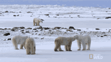 Socializing Mission Critical GIF - Socializing Mission Critical Nat Geo Wild GIFs
