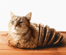a cat is laying on top of a loaf of bread on a cutting board