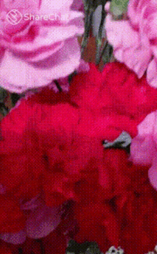 लालफूल फुलोंकागुलदस्ता GIF - लालफूल फुलोंकागुलदस्ता गुलाबी GIFs