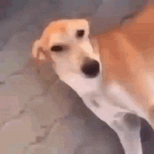 a close up of a dog 's face with a blurred background .