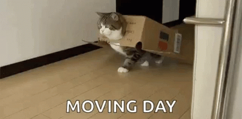 Animals Cats GIF - Animals Cats Cats In Boxes GIFs