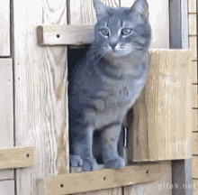 Cats Peeking GIF - Cats Peeking Kitten GIFs